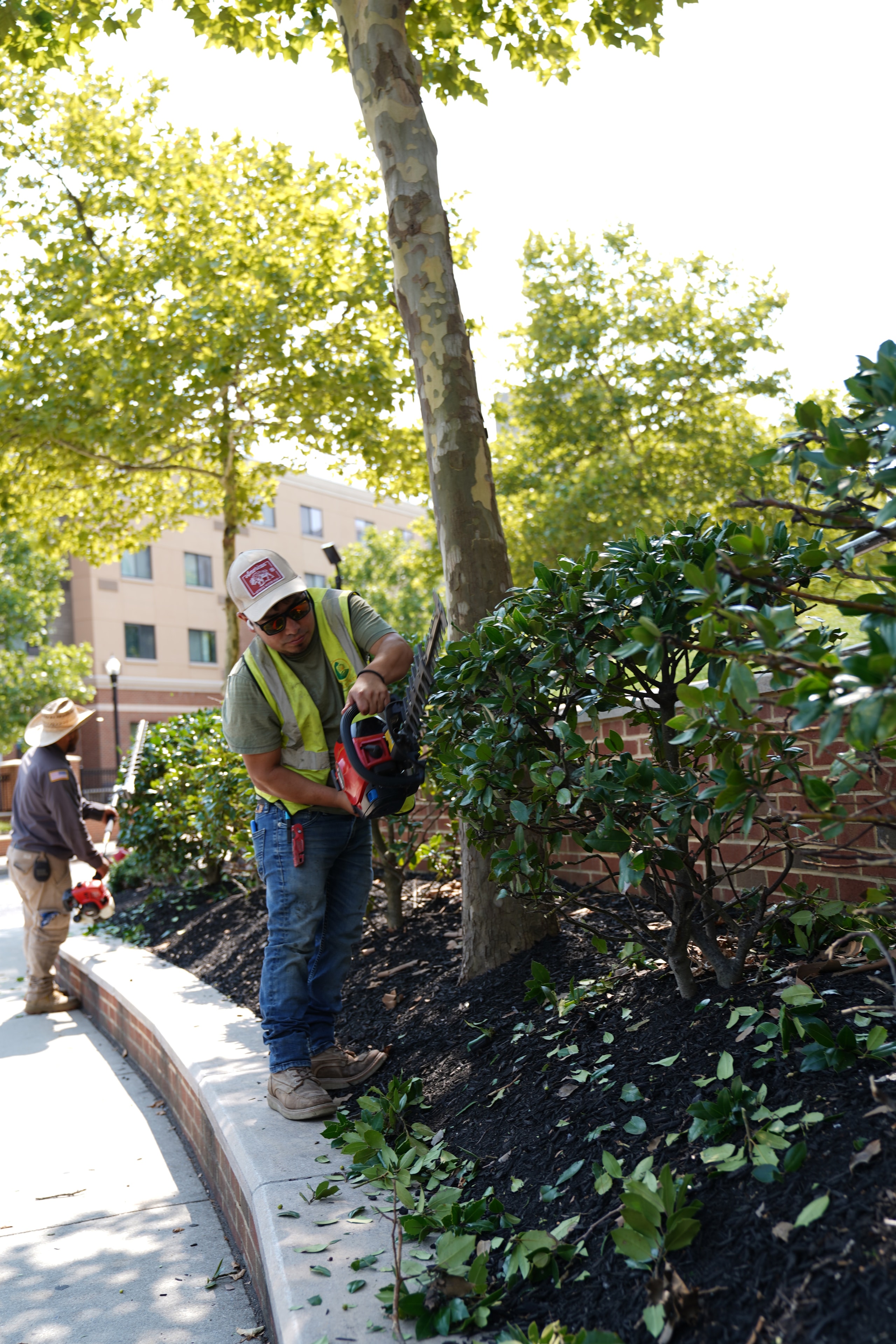 Shrub Pruning Detail
